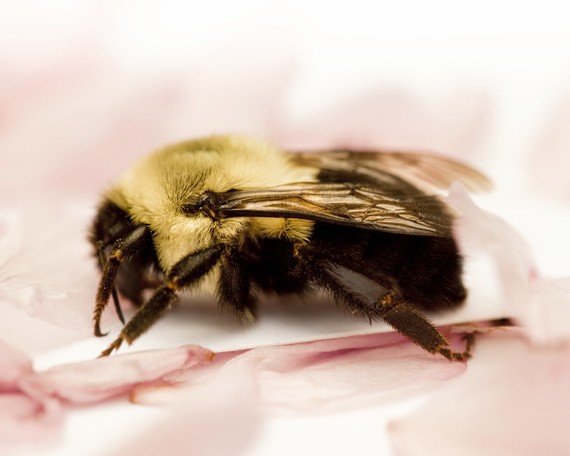 Image of a bumble bee