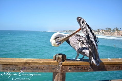 Photo of pelican cleaning it's feathers at the pier in Oceanside, CA.